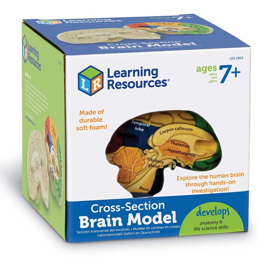 LEARNING RESOURCES - CROSS - SECTION HUMAN BRAIN MODEL